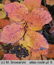 Spiraea splendens (tawuła gęstokwiatowa)