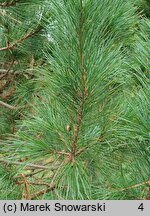 Pinus cembra var. sibirica (sosna limba odmiana syberyjska)