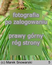 Pinus cembra var. sibirica (sosna limba odmiana syberyjska)