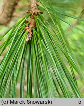 Pinus cembra var. sibirica (sosna limba odmiana syberyjska)