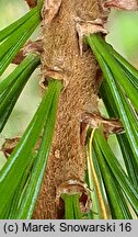 Pinus cembra var. sibirica (sosna limba odmiana syberyjska)