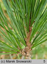 Pinus cembra var. sibirica (sosna limba odmiana syberyjska)