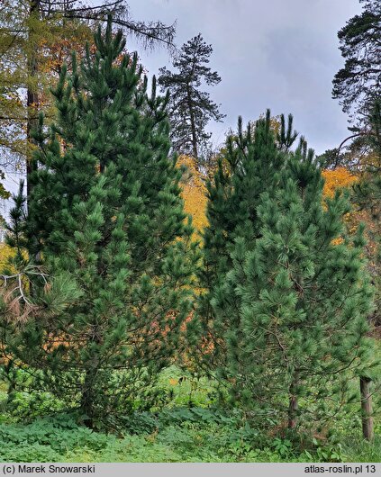 Pinus cembra var. sibirica (sosna limba odmiana syberyjska)