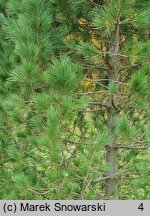 Pinus cembra var. sibirica (sosna limba odmiana syberyjska)