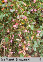 Berberis morrisonensis (berberys morysoński)