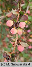 Berberis morrisonensis (berberys morysoński)