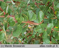 Berberis morrisonensis (berberys morysoński)