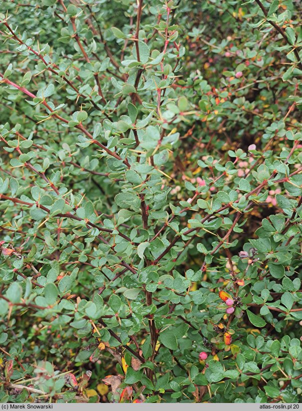 Berberis morrisonensis (berberys morysoński)