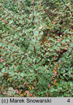 Berberis morrisonensis (berberys morysoński)