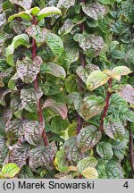 Cornus sanguinea Compressa