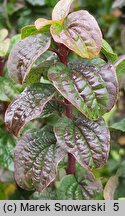 Cornus sanguinea Compressa