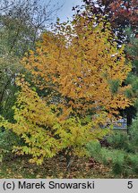 Magnolia obovata (magnolia szerokolistna)