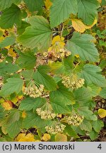 Physocarpus amurensis (pęcherznica amurska)