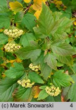 Physocarpus amurensis (pęcherznica amurska)