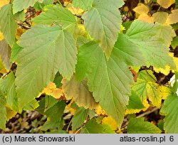 Physocarpus amurensis (pęcherznica amurska)