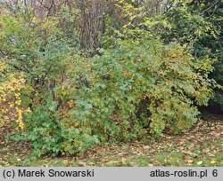 Physocarpus amurensis (pęcherznica amurska)