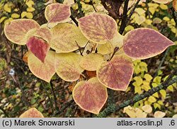 Syringa pubescens (lilak omszony)