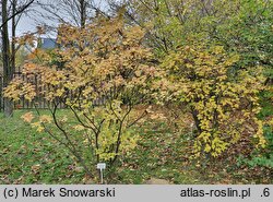 Syringa pubescens (lilak omszony)
