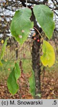 Malus ×scheideckeri