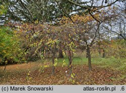 Malus ×scheideckeri