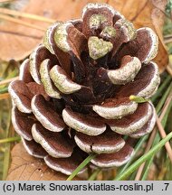 Pinus thunbergii (sosna Thunberga)