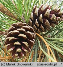 Pinus thunbergii (sosna Thunberga)