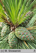 Pinus thunbergii (sosna Thunberga)