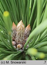 Pinus thunbergii (sosna Thunberga)