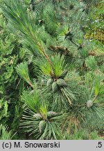 Pinus thunbergii (sosna Thunberga)
