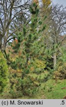 Pinus thunbergii (sosna Thunberga)