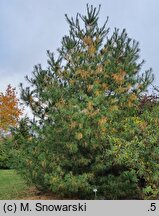 Pinus armandii (sosna Armanda)
