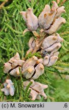 Platycladus orientalis Sieboldii