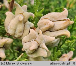 Platycladus orientalis Sieboldii