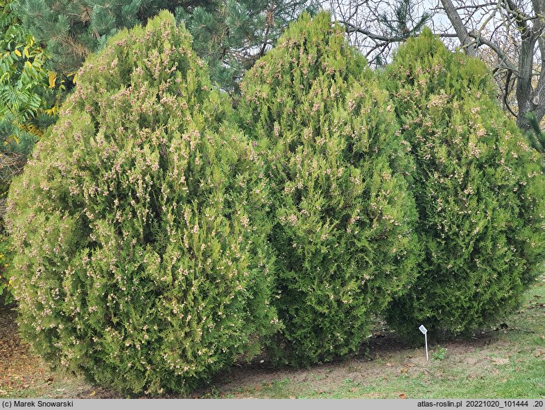 Platycladus orientalis Sieboldii