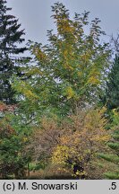 Pterocarya rhoifolia (skrzydłorzech japoński)