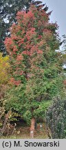 Acer griseum (klon strzępiastokory)