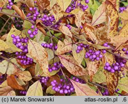 Callicarpa japonica (pięknotka japońska)