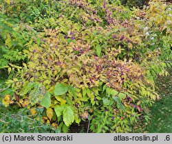 Callicarpa japonica (pięknotka japońska)
