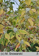 Callicarpa japonica Leucocarpa