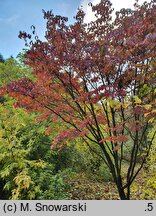 Cornus kousa ssp. chinensis (dereń kousa chiński)