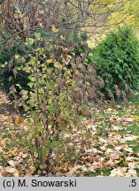 Holodiscus discolor (prostokrężnik różnobarwny)