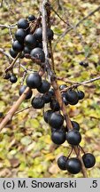 Rhamnus davurica (szakłak dahurski)