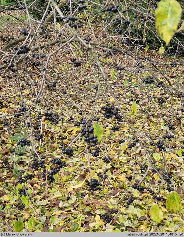 Rhamnus davurica (szakłak dahurski)