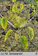 Rhamnus davurica (szakłak dahurski)