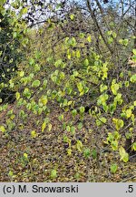 Rhamnus davurica (szakłak dahurski)