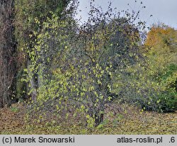 Rhamnus davurica (szakłak dahurski)