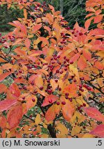 Photinia villosa (głogownik kosmaty)