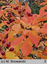 Photinia villosa (głogownik kosmaty)