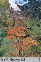 Photinia villosa (głogownik kosmaty)
