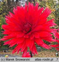 Dahlia hort. Kier